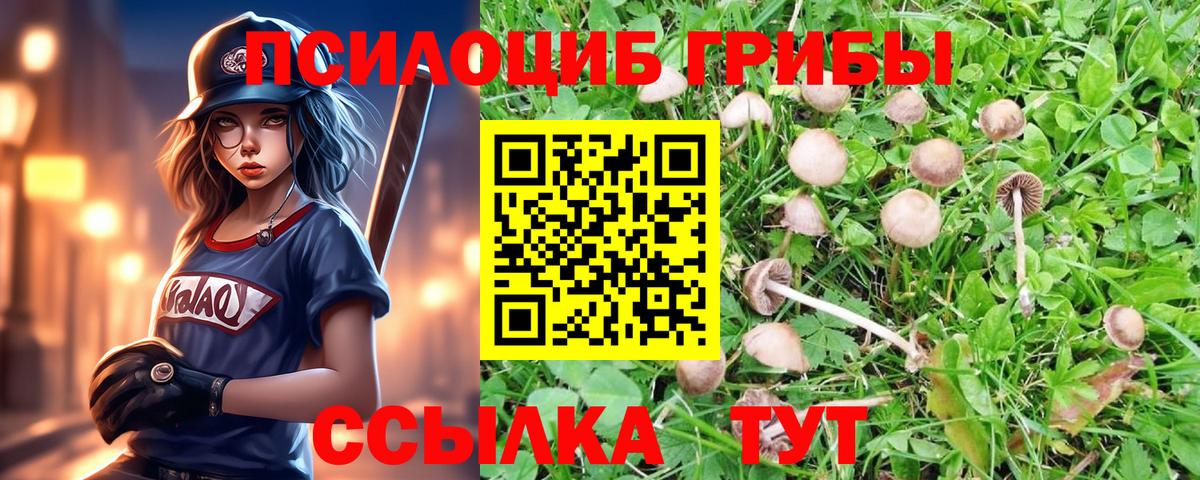 Видное  Галлюциногенные грибы Psilocybine cubensis  Вход с VPN  Псилоцибиновые грибы Psilocybe 